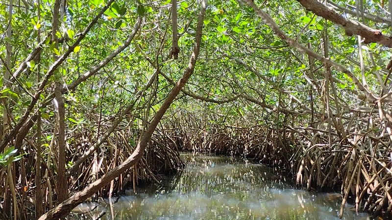 What Makes Cocoa Beach's Mangrove Tunnels So Special