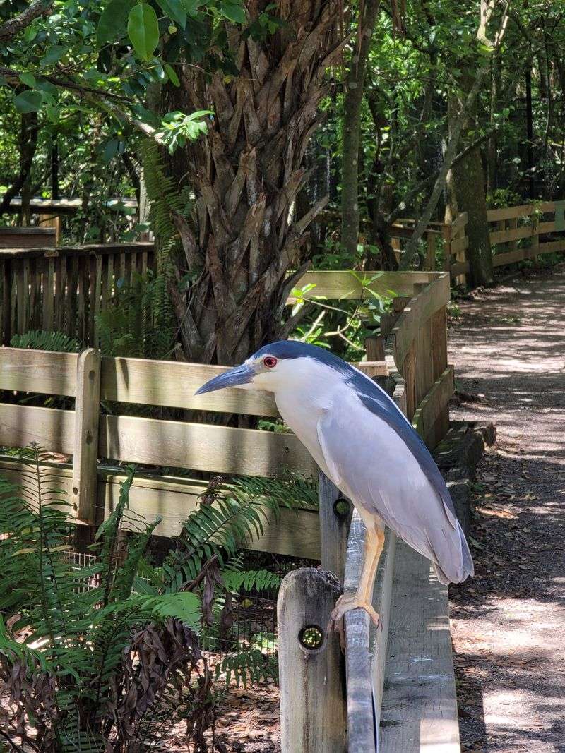 Busch Wildlife Sanctuary (Jupiter)