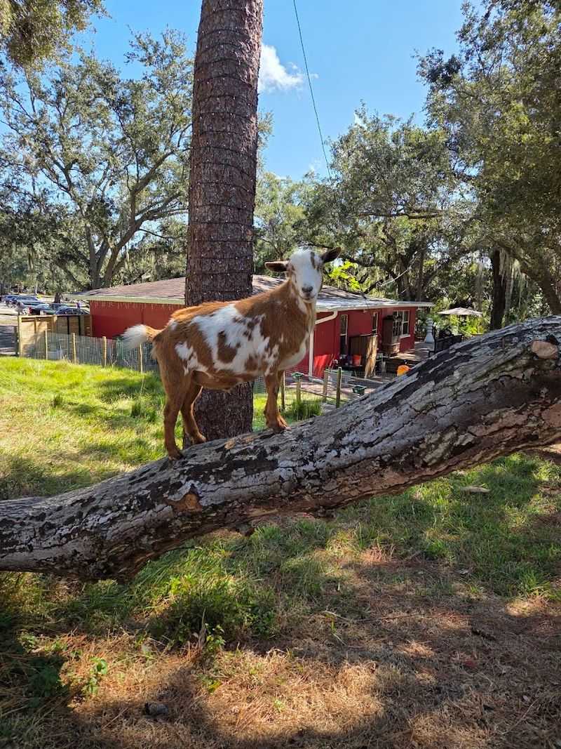 Animal Encounters and Feeding Time