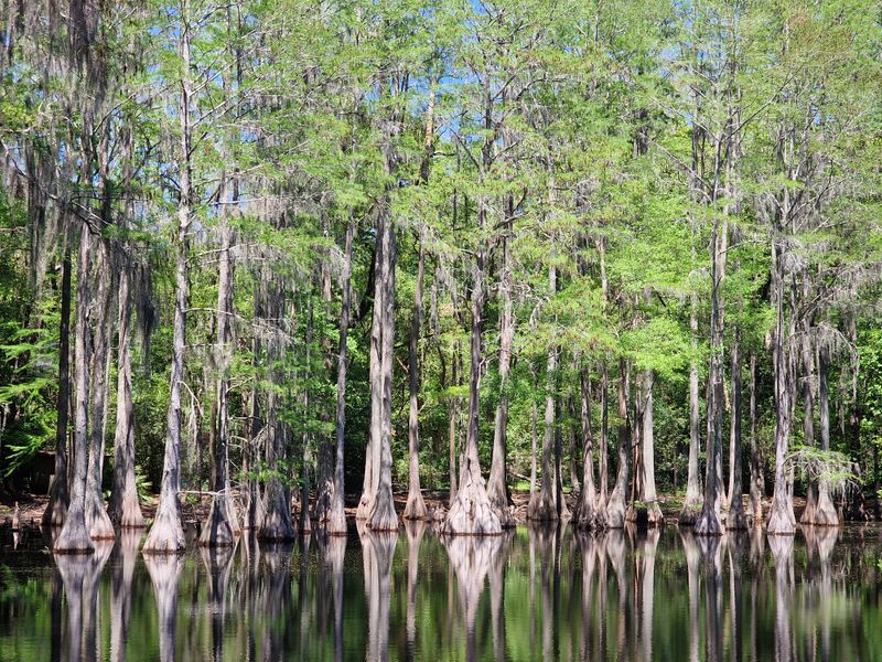 Apalachicola National Forest
