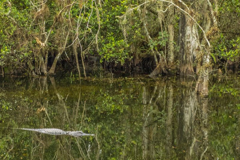 Big Cypress National Preserve — Loop Road (Ochopee)