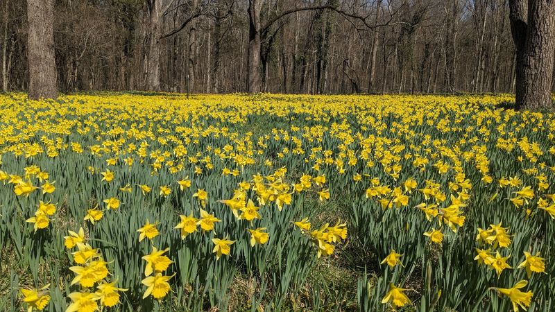 The Perfect Spring Photo Op