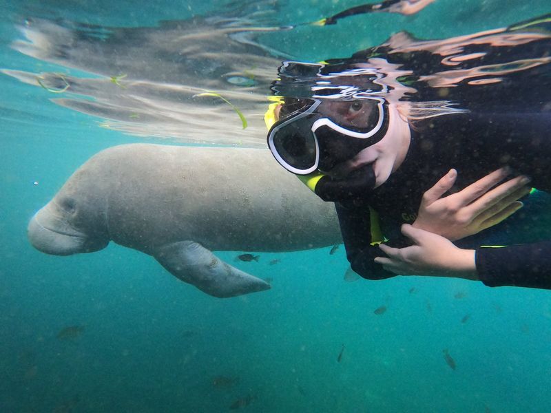 Swim With Manatees in Crystal River