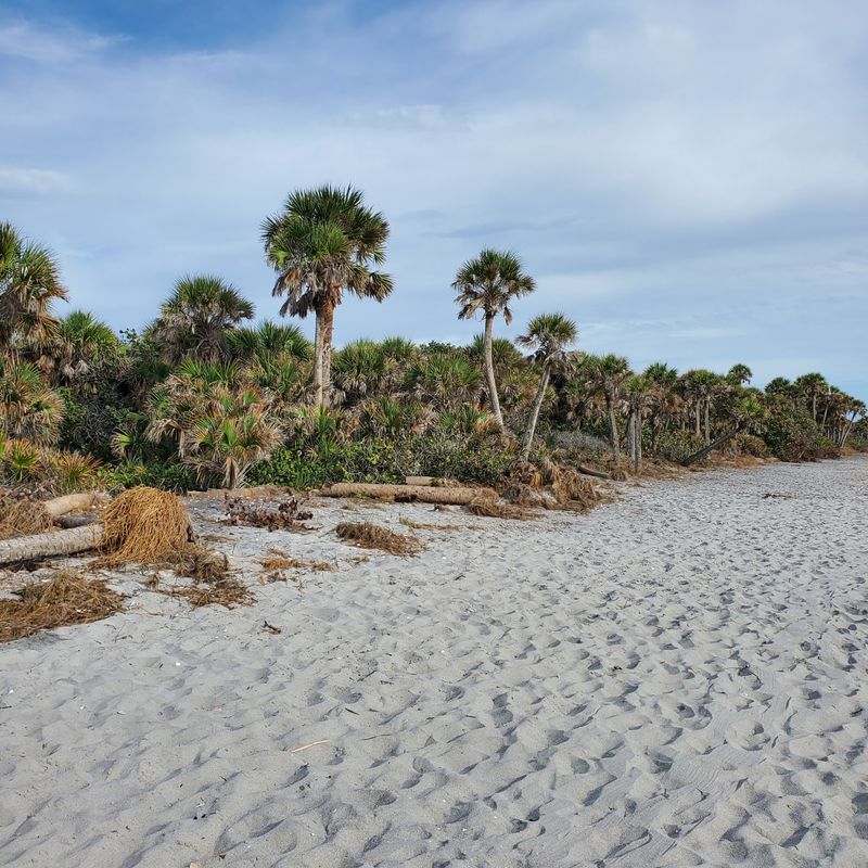 Caspersen Beach (Venice)