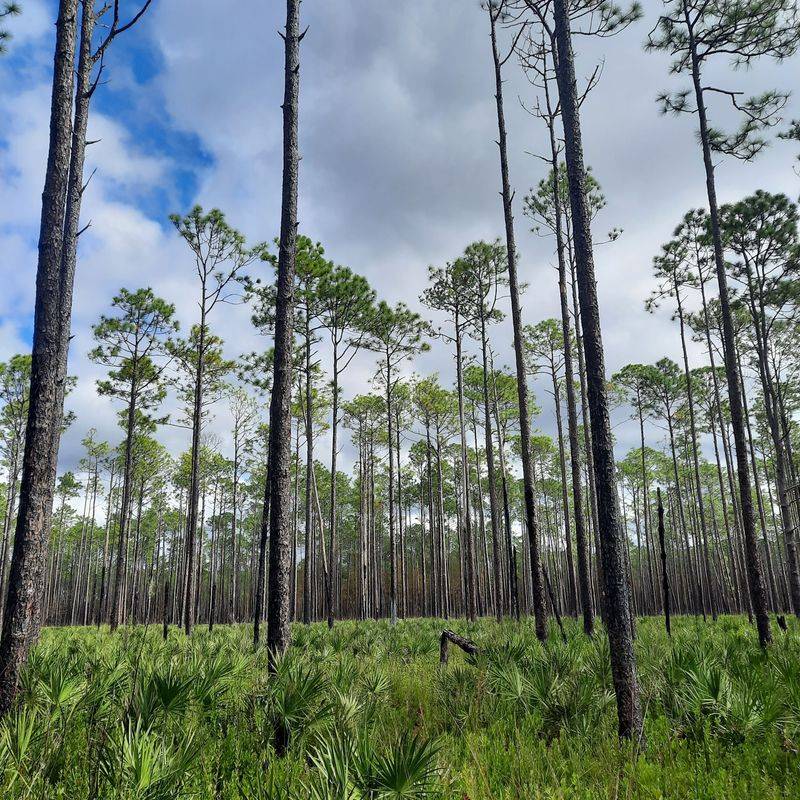 Apalachicola National Forest