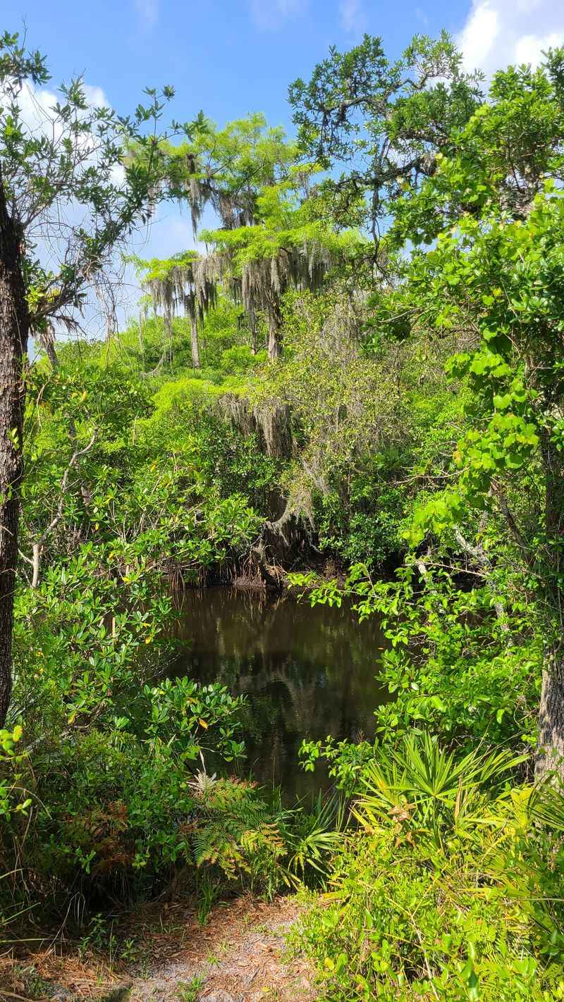 Jonathan Dickinson State Park - Kitching Creek Trail (Hobe Sound)