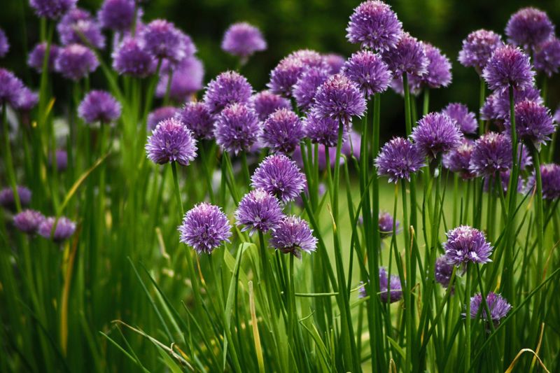 Chives