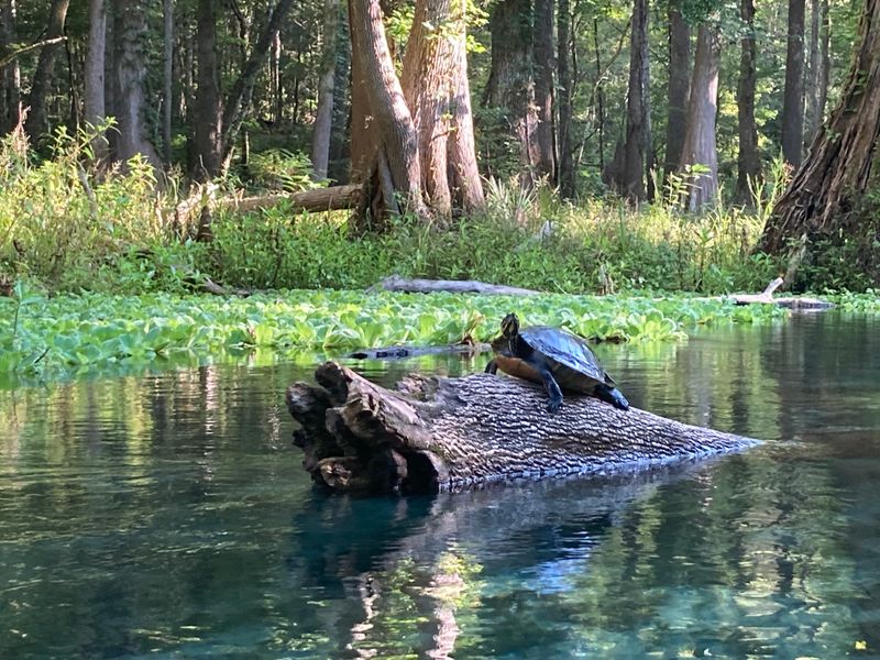 Ichetucknee Springs State Park (Fort White)