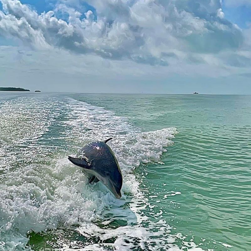 Why Dolphins Around Marco Island Are So Active and Playful