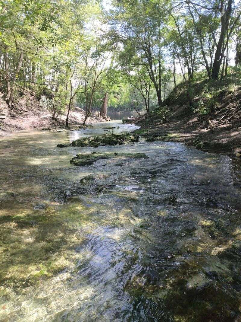 Suwannee River Section (choose short riverside segments)