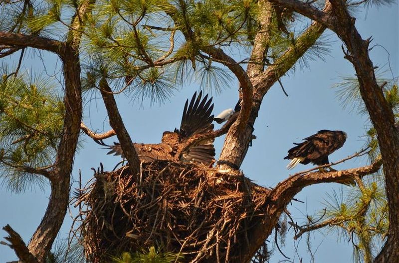 Bald Eagles Nesting Across the State