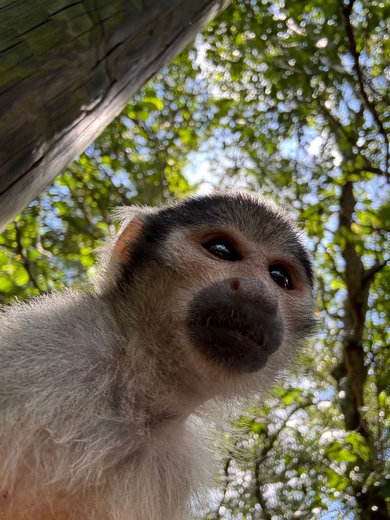 Do Not Miss the Shows