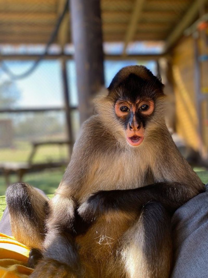 Spider Monkey Playtime