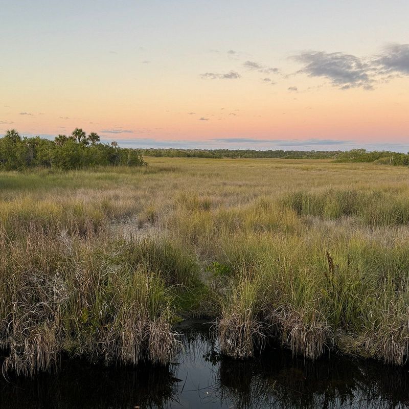 Fakahatchee Strand Preserve (near Naples / Big Cypress edge)