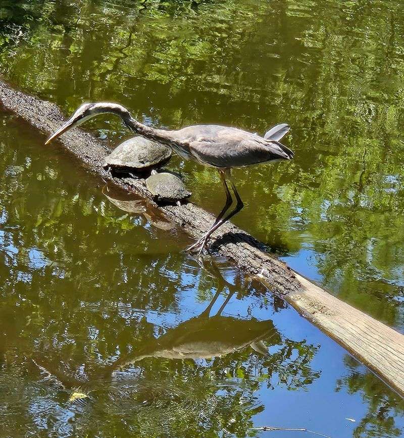Corkscrew Swamp Sanctuary (Naples)