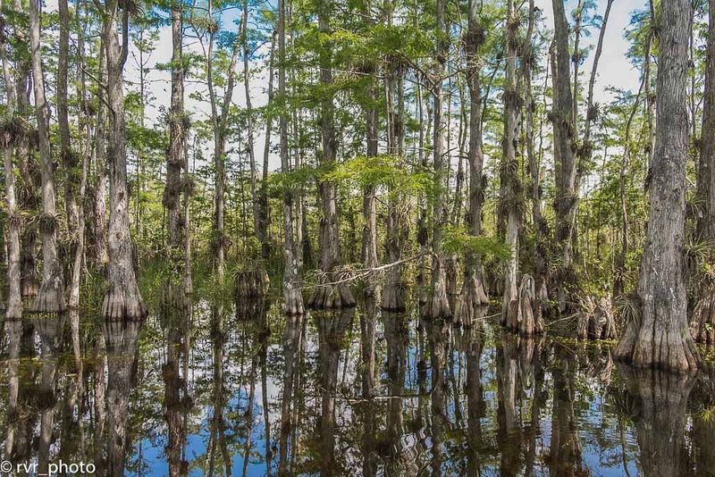 Do a “swamp-to-sunset” hike in Big Cypress (or a Florida Trail segment)