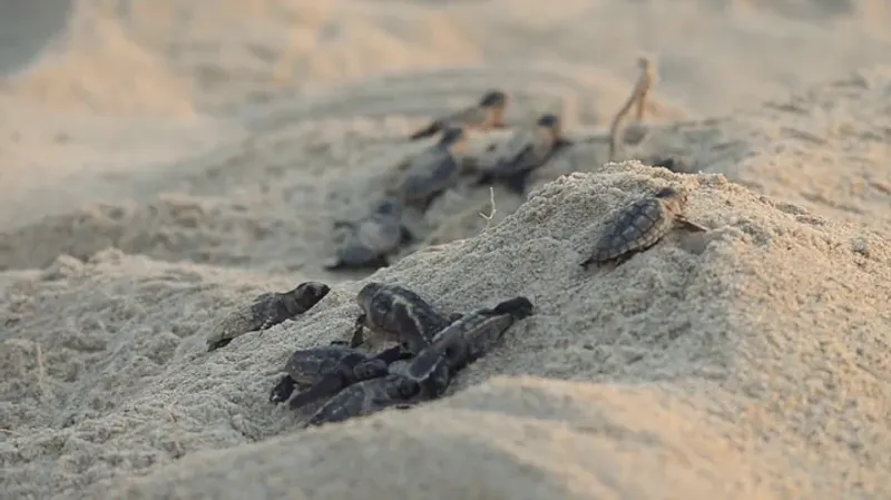 Sea Turtle Nesting & Hatchling Emergence