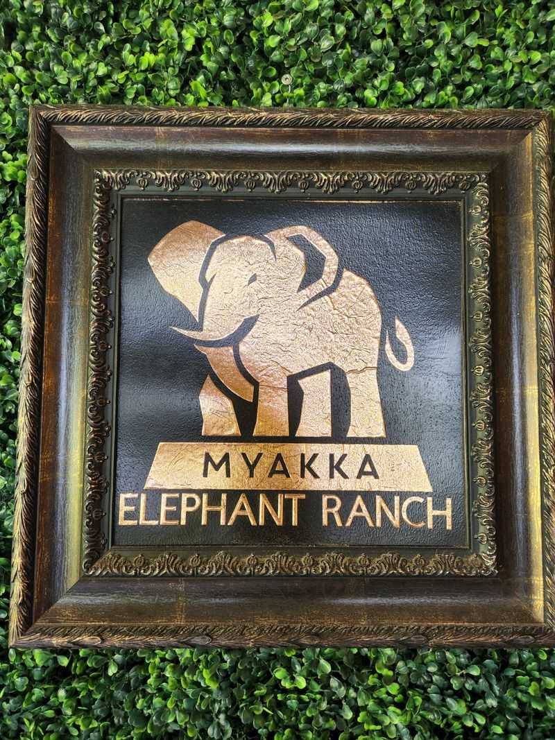 Where Is Myakka Elephant Ranch—and Why It's One of Florida's Best-Kept Secrets