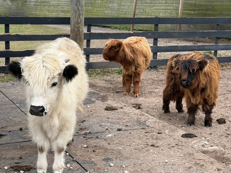 Sip The Lemonade and Visit The Little Shop