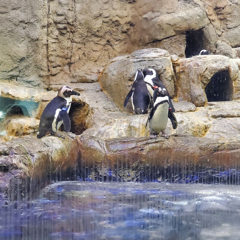 Penguin Encounter and Penguin Painting Experience