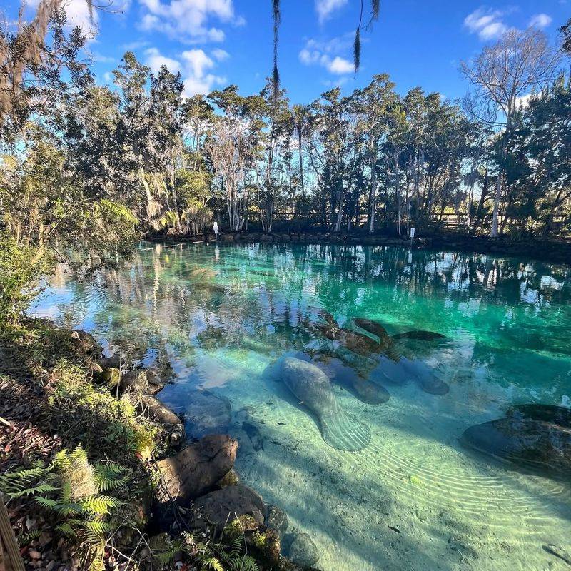 Manatee Festival (Crystal River)