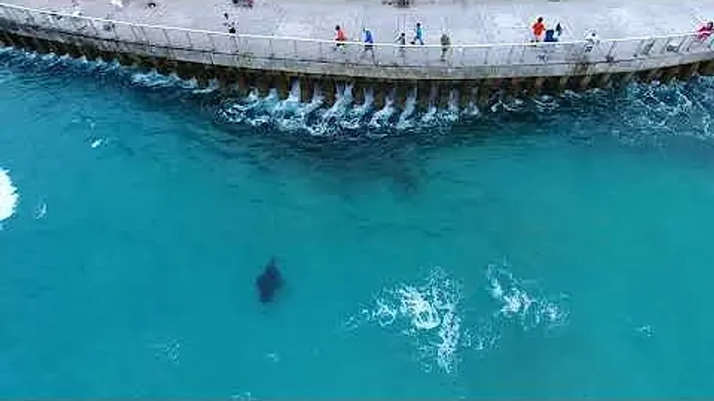 Why Rays Leap: The Behaviors Behind the Breach