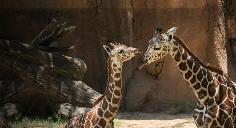 Dallas Zoo - Texas Wildlife Adventure
