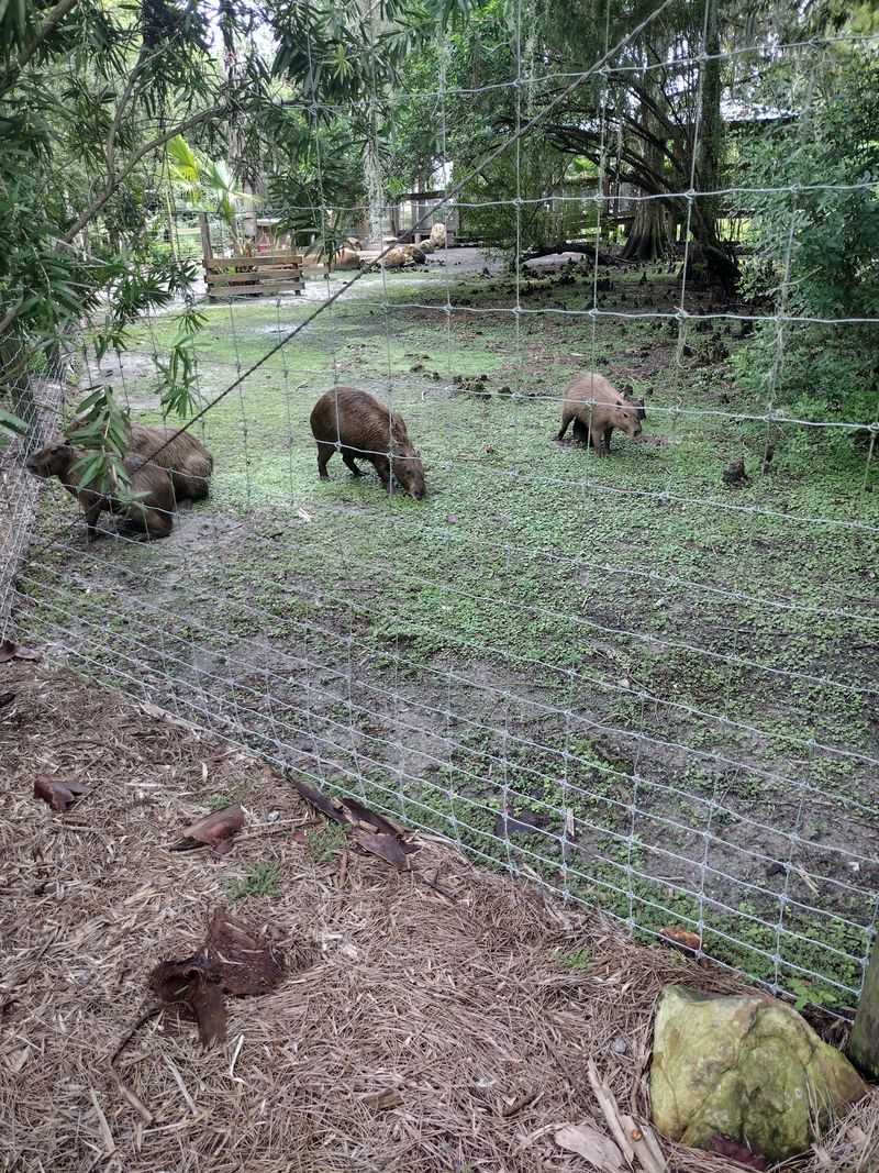 Wild Florida Adventure Park (Kenansville)