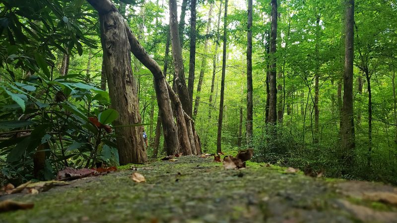 Big White Oak Quiet Walkway