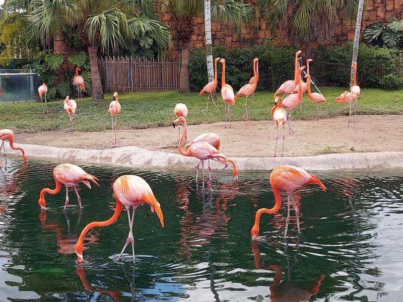 Zoo Miami (Miami Dade County)