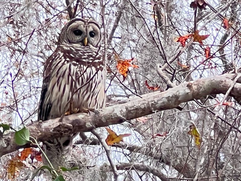 Cone’s Dike Trail: Birders’ Long-Haul Paradise