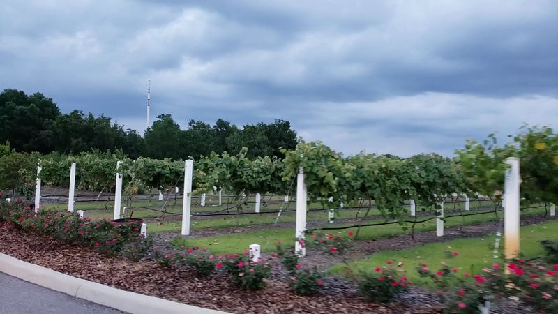 Island Grove Wine Company at Formosa Gardens (Kissimmee area)
