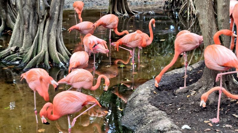 Jungle Island (Miami)