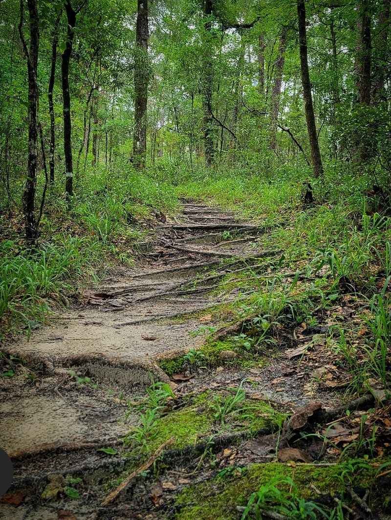 Leon Sinks Geological Area 