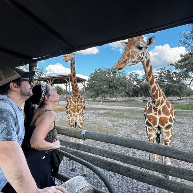 Guided Safari Vehicle Tour