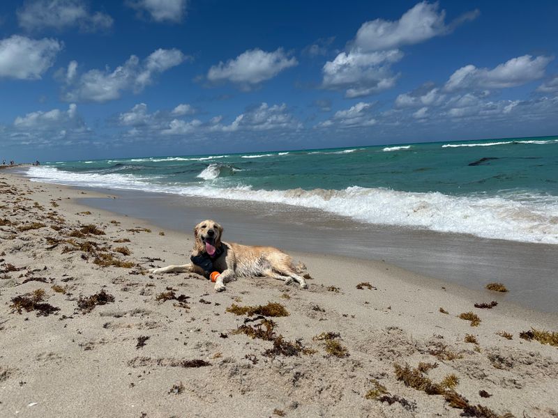 Bark Beach (81st Street Dog Beach, Miami Beach)