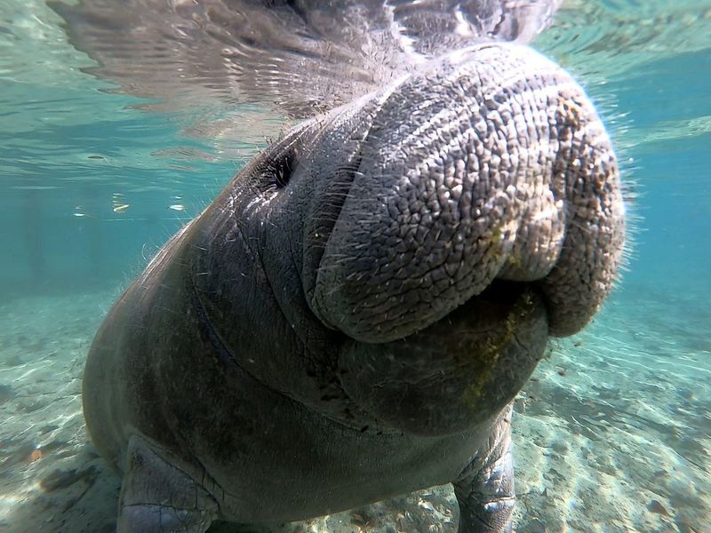 Wildlife etiquette (especially manatees)