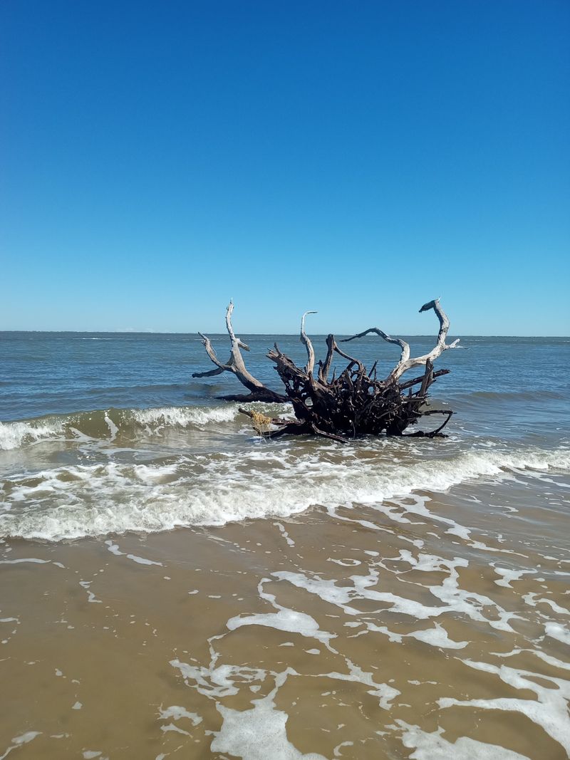 Big Talbot Island + Boneyard Beach