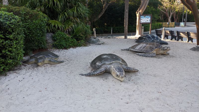 Gumbo Limbo Nature Center and Sea Turtles