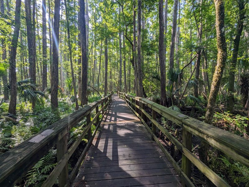 Highlands Hammock State Park