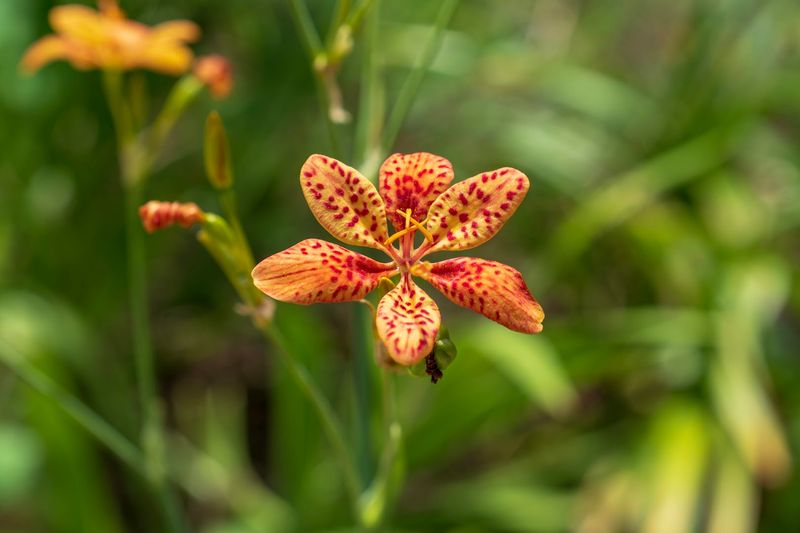 Kanapaha Botanical Gardens (Gainesville)