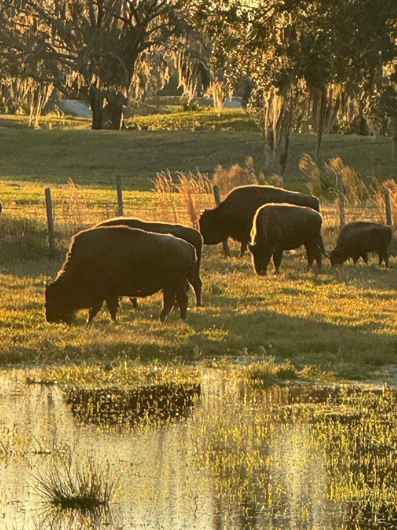 Meet the Bison Herd
