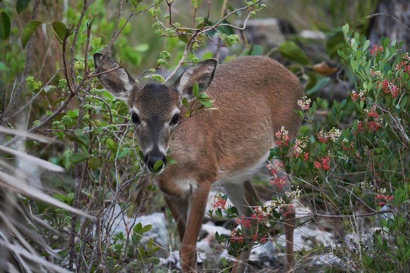 Fred C. Manillo Wildlife Trail
