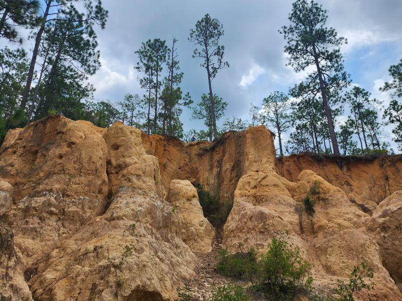Blackwater River State Forest (Milton)