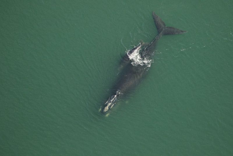 Right Whales Calving Off Northeast Florida