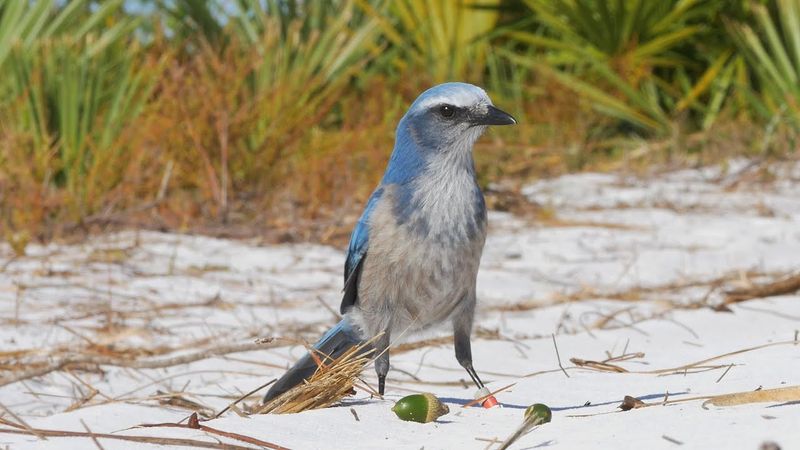 Guided Scrub-Jay Walks