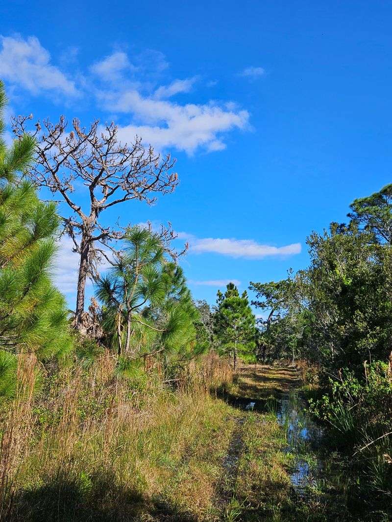 Savage/Christmas Creek Preserve (east of Orlando)