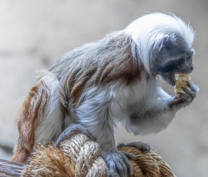 Why This Sevierville Zoo Is Worth the Visit