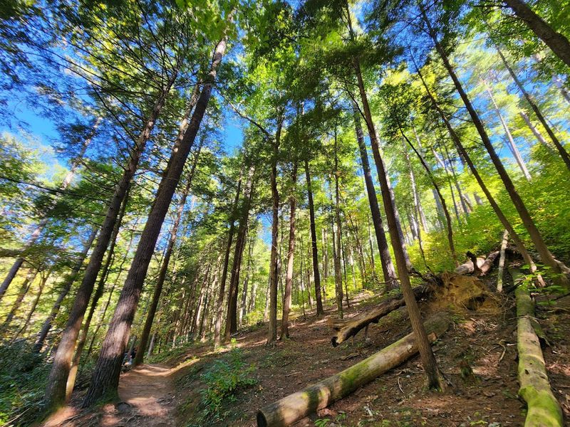 Why Abrams Falls Trail Is Worth the Trip From Townsend