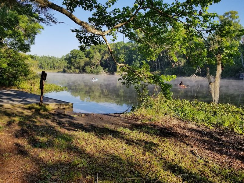 Camping Beneath Tall Pines